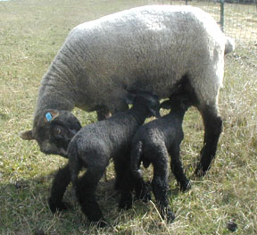 Margaret and her newborns
