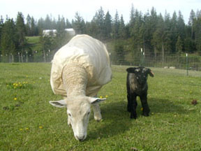 Audrey & her lamb