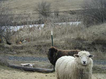 Audrey & Alice in front of the pond