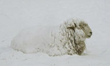 Felix sleeping in the snow