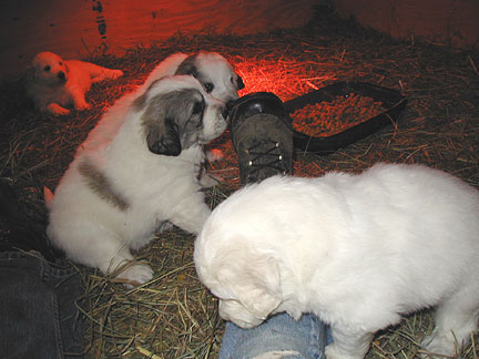 Daisy pups 4 weeks with boot