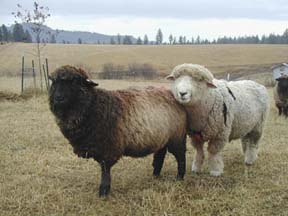 Ernie's in love with Maxine