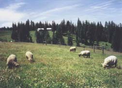 Sheep grazing in top paddock