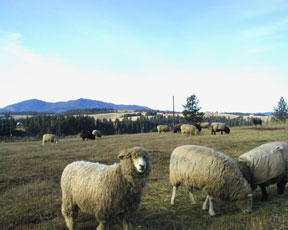 Wether Julius oversees some of the pregnant ewes