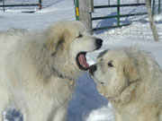 King & Emily play in the snow.