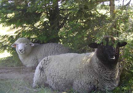 Lilly & boy under the trees
