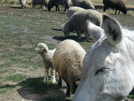 Peaches, Eleanor & her bonus lamb.