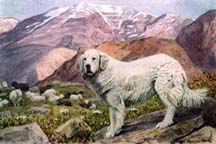 Holly's 2001 lambs, about 5 days old