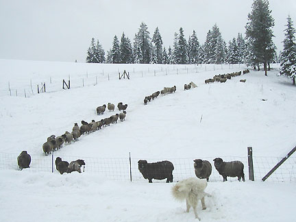 Sheep heading uphill to dinner