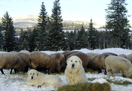 Emily, Angus, Sheep on TDay