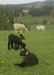 Three young lambs enjoy the warm spring day.