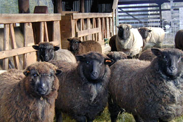 '02 Lambs