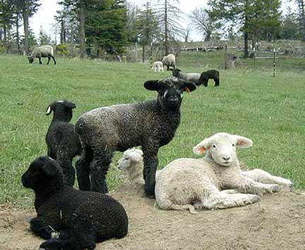 Lambs Play King of the Hill
