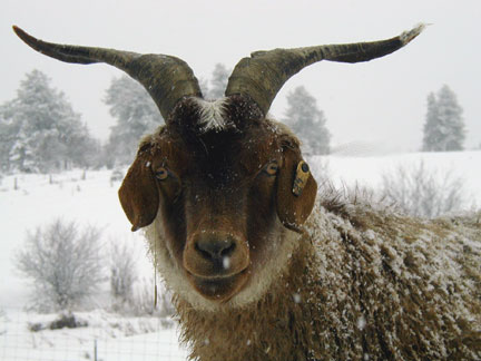 Brownie the cashmere goat