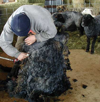 Martin takes great care with fleeces