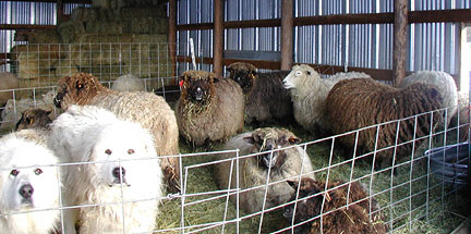 2 Pyrenees & ewes wait for shearing