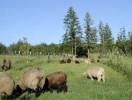 Ewes & lambs graze orchard