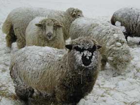 Lambs in Snowstorm