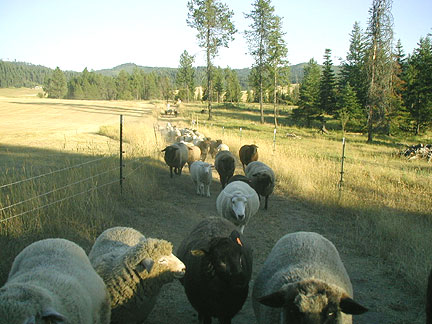 Moving the flock to fresh pasture