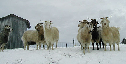Goats line up